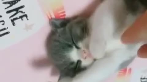 cutest baby kitten sleeping like angel, Best Funny Cat Videos Of This Week #short 31