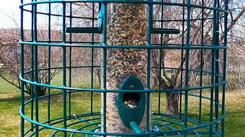 Feeding Goldfinches