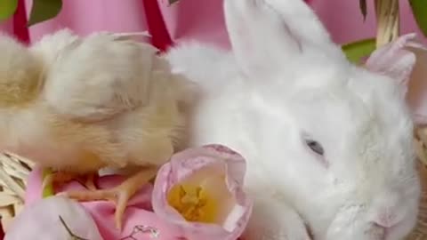 Chick and Rabbits In A Basket