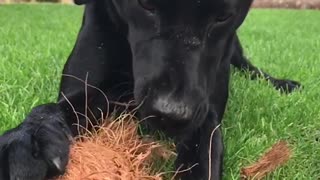 Black dog biting coconut and pulling coconut coir