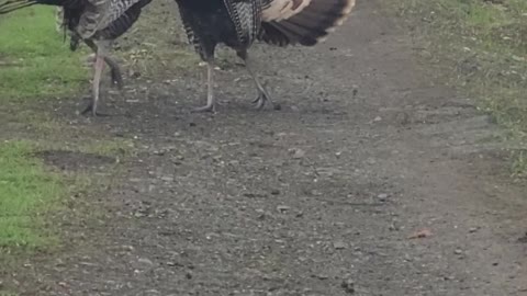 Wild Turkeys Wrestling