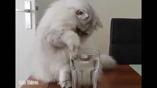 A cat plays a snowball in a glass of water with surprise