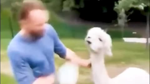 The alpaca spit and ran away