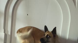 Excited Pup Can Barely Contain Her Caboose