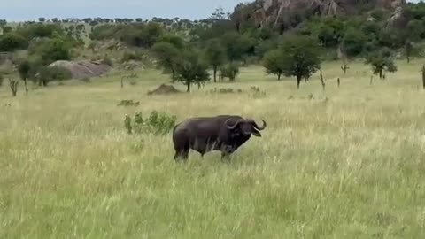 Tanzania | Wildlife | Buffaloes | Africa #ytshorts