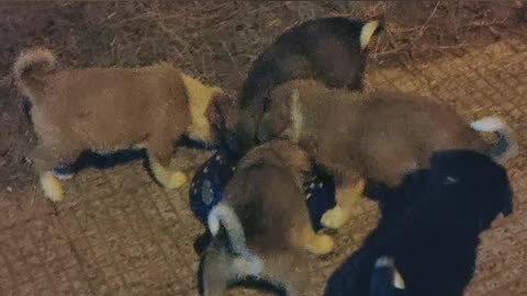 Adorable Puppies and their Mom had a dinner feast