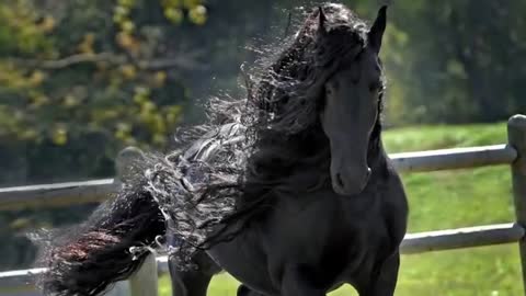 Woman Told Her Horse To Come Over, But Watch Closely How He Moves His Legs