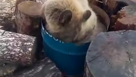 Bear bathes