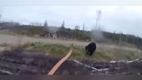 Bear claws almost injure a man