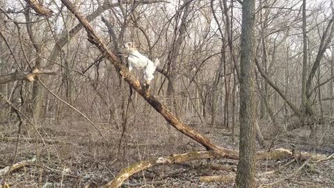 Tree climbing Terrier