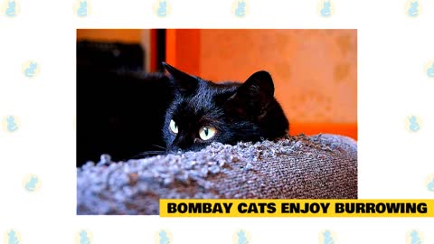 Bombay Cat 101 : All You Need To Know