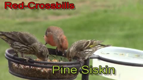 Red Crossbills and pine siskins