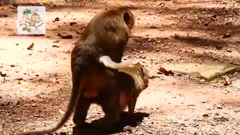 Wow Young Monkey make mating funny