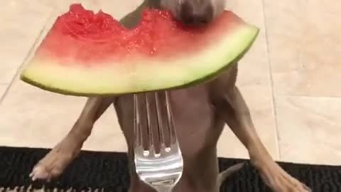 Chihuahua adorable stands up to eat watermelon