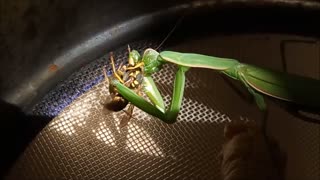 Mantis eating a wasp