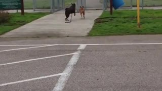 Older dog leads youngster buddy by the leash to the park