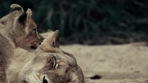 Heartwarming scene of a lion cub and his mother