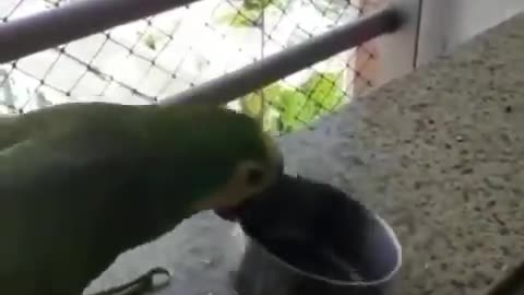 Pot Beating Parrot. Ordering food!