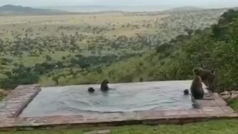Wild monkeys jump into the water at lodge swimming pool