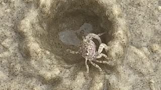 Crab Quickly Constructs New Home