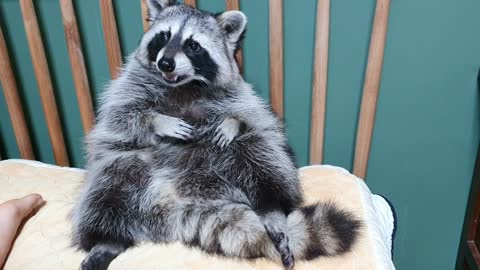 Raccoon is sitting on the bed, pulling out his teeth by hand.
