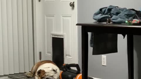 Bulldog Naps In Front Of Doggy Door, Refuses To Let Sisters In House