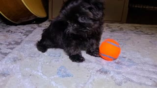 Cute Tiny Poky Has A Ball