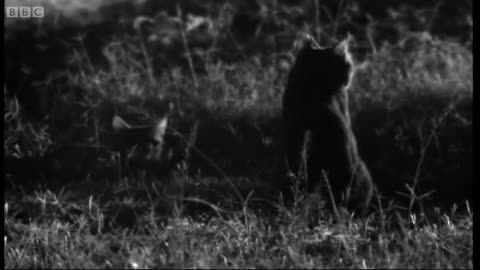 Wild Cat Love is in the Air | Cats Under Serengeti Stars | BBC Earth