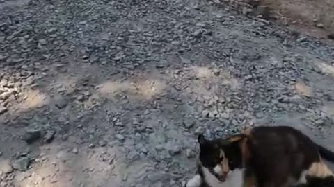 The Best Cat Back Scratch. Her weird reaction was