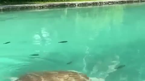 A tortoise swam through the crystal clear water.