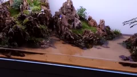 A landscape in a fish tank（16）