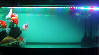 Goldfish show in the Aquarium