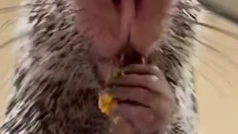 Hedgehogs are so cute when they eat