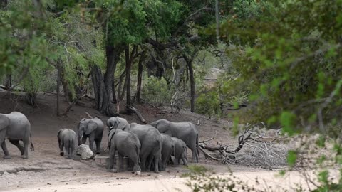 Cute Baby Elephant