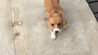 Corgi puppy plays ruff