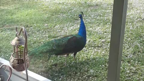 peacocks florida backyard wild 3