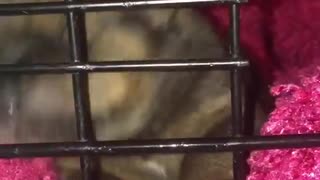 Guy Diamond(newborn foster puppy) uses his kennel as a binky