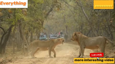 Lions fighting in the middle of the forest.