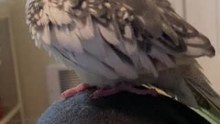 Cockatiel grooms himself