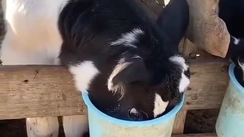 Hungry Small Cow. See This Video Guys