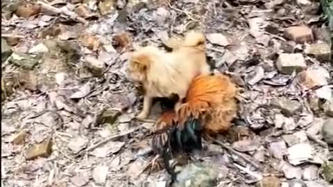 Chicken VS Dog Fight how win🤣😊😊