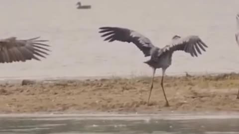 It was a duel between the eagle and the crane, and I wondered which of them would win