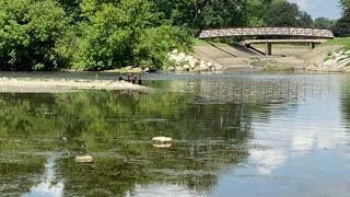 8 Cormorants hanging out on the beach