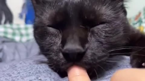 Cat sleeping with my finger