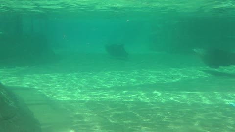 Sea lions swims in a zoo aquarium