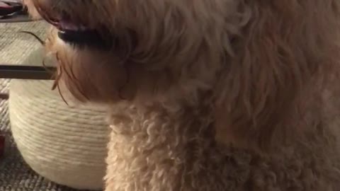 Tan dog listens to owner make farting noises