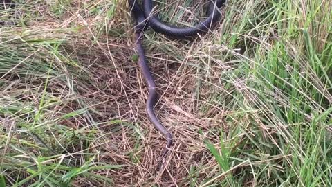 Red Belly Eating a Brown Snake