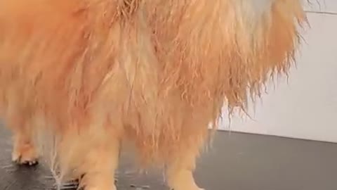 Flying Senior Pomeranian Dog