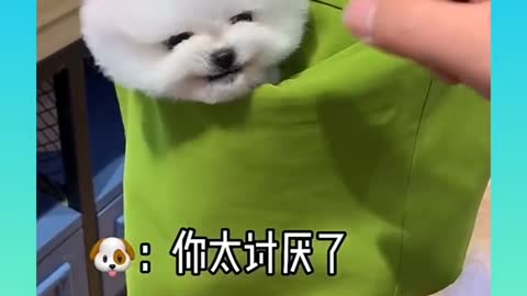 Cute dog funny video