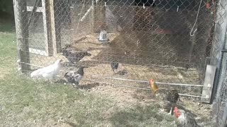 Chick and Garden Update 10-2-23